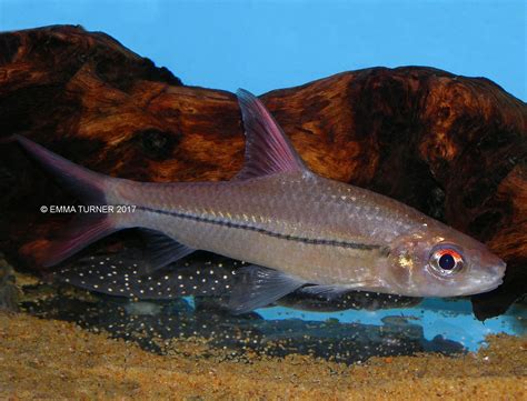 Borneo Red Fin Silver Shark (Cyclocheilichthys janthochir) www.fishkeeper.co.uk #TropicalFish ...