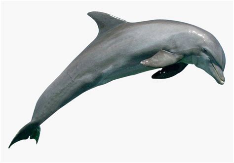 Dolphin Png, Transparent Png - kindpng