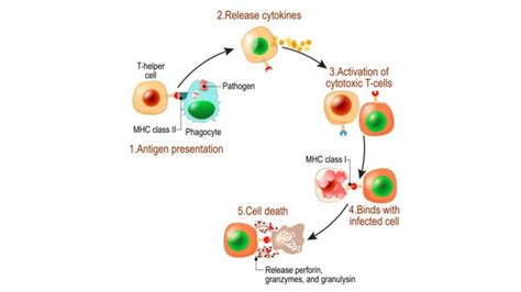 How Do T Cells Become Activated | Cell Processing and Isolation Services