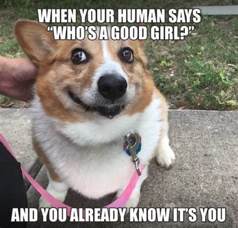 The 15 Best Corgi Memes That Will Totally Make You Smile! | Corgi funny ...