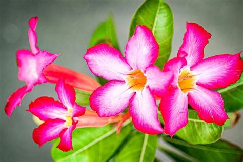 Desert Rose Flower [Meaning + Blooming Tips]