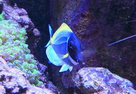 Powder blue tang tank size? - Fish Forum - Nano-Reef Community