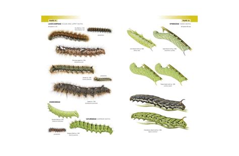 Field Guide to the Caterpillars of Great Britain and Ireland - Veldshop.nl