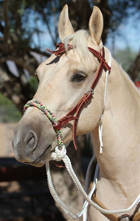 This double-braided training hackamore has a leather hanger and brow band, thick nylon-rope ...