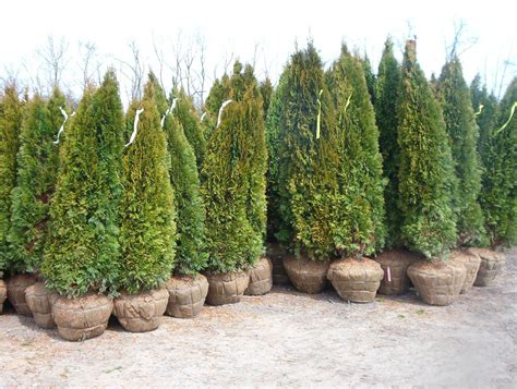 Arborvitae - perfect for privacy hedge | Garden design, Planting ...