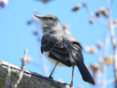 Northern Mockingbird - Native Here Nursery