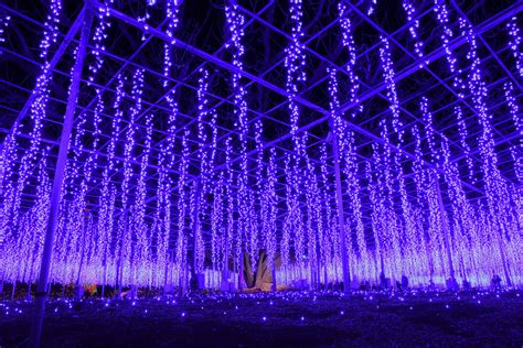 Ashikaga Flower Park has five million flower-shaped lights on display until February 2022