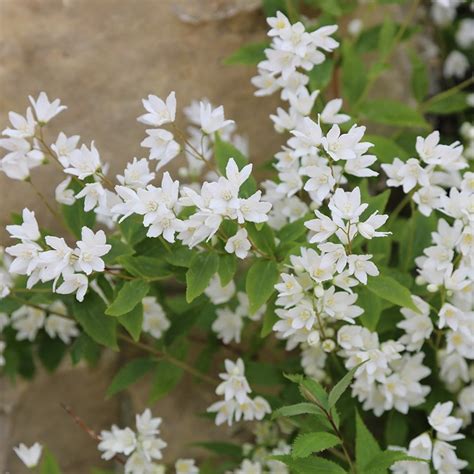 Buy deutzia Deutzia gracilis 'Nikko': Delivery by Waitrose Garden