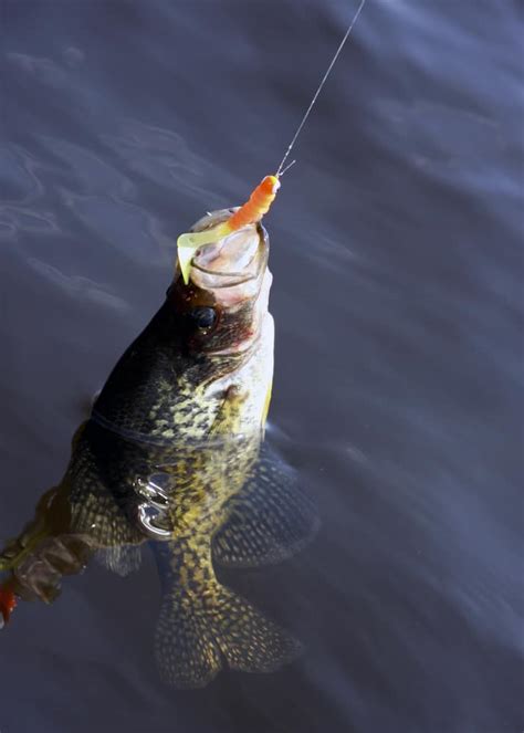 Best Crappie Lures, Jigs, and Bait - Top Picks For 2024