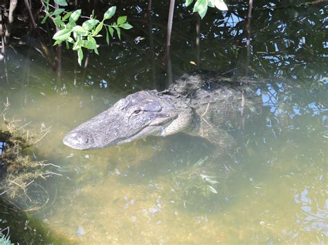 Alligator in Florida Everglades Florida Everglades, Places Ive Been, Water, Photography, Gripe ...