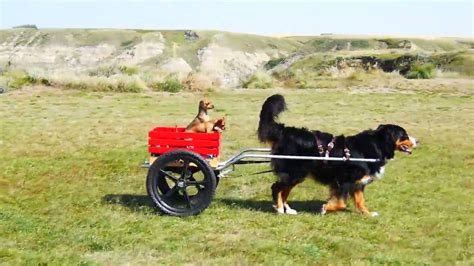 77+ Bernese Mountain Dog Pull Cart Photo - Bleumoonproductions