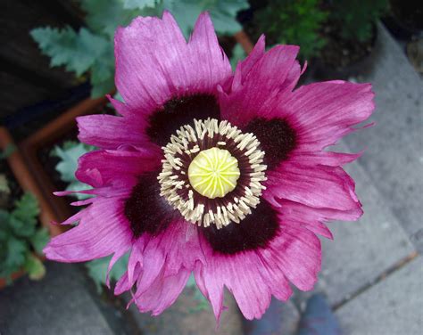 File:Purple opium poppy flower.jpg