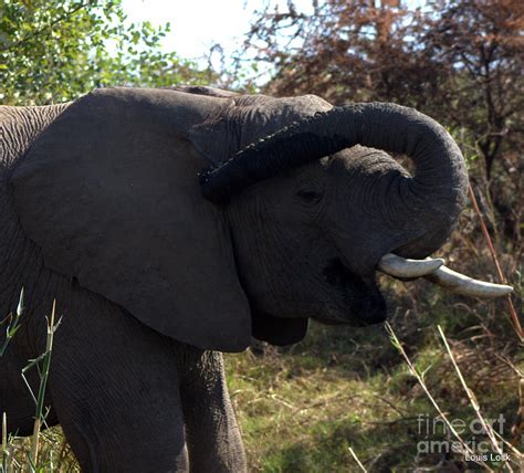 Elephants Emotions Photograph by Louis Lock