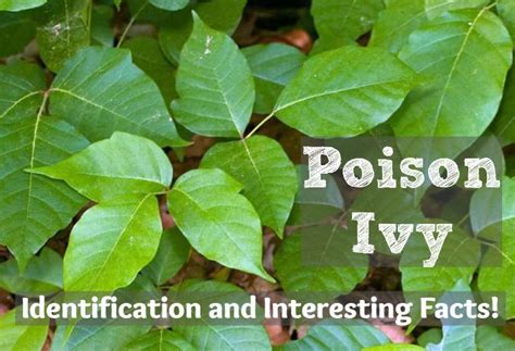 the words poison ivy identification and interesting fact