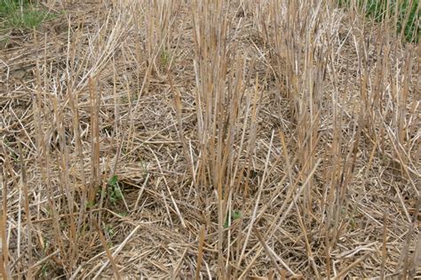 Fall Control of a Red Clover Cover Crop – Field Crop News