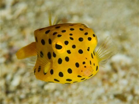 The cube-shaped boxfish | Peixes exóticos, Criaturas marinhas, Animais