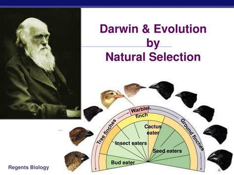 Darwin's Theory Of Evolution Diagram