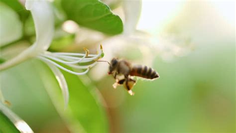 Pollination By Insects Stock Video Footage - 4K and HD Video Clips ...