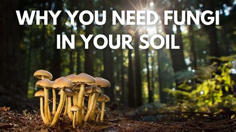 Why You NEED Fungi In Your Soil : Happily Natural