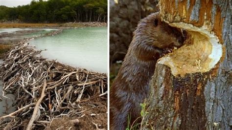 How & Why Do Beavers Build Dams? Ecosystem Engineers(Video)