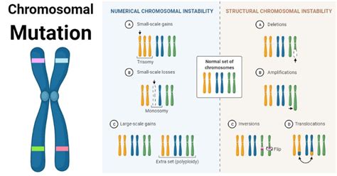 Dna Mutation Types