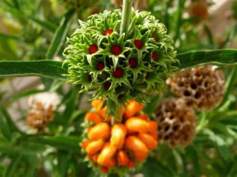 Lion's Tail (Leonotis leonurus)