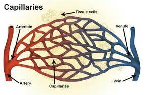 Capillaries - National Library of Medicine - PubMed Health