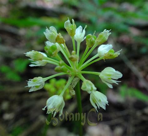 Allium tricoccum – Botanically Inclined – Seed Adventures