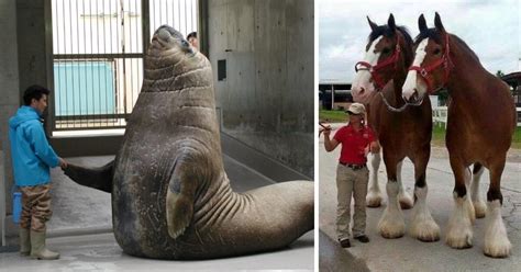 Incredible Photo Comparisons That Reveal the True Size of Animals