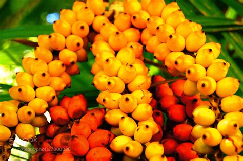 Jungle Fruits by Becky Suchner / 500px