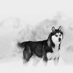 #husky #Eight below-max | Siberian husky, Little husky, Dog movies