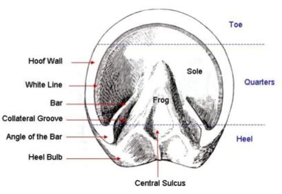 Hoof Anatomy – A Beginner’s Guide – The Equine Podiatry Association