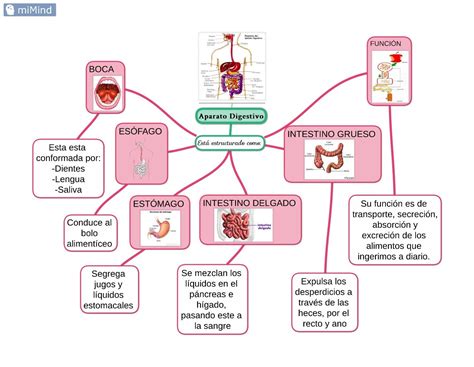 Aparato Digestivo-Mapa Conceptual | Mapa conceptual, Mapa conseptual ...