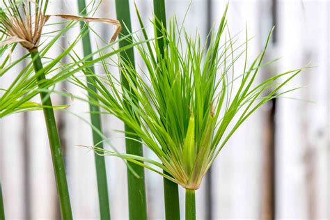 How to Grow and Care for Papyrus Plants (2022)