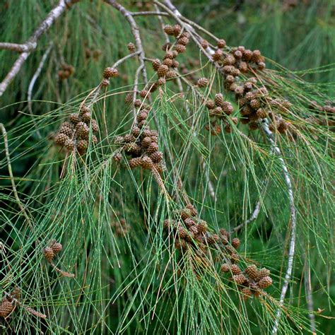 Flora-Hort. all about Horticulture, Floriculture and Landscaping : Casuarina equisetifolia