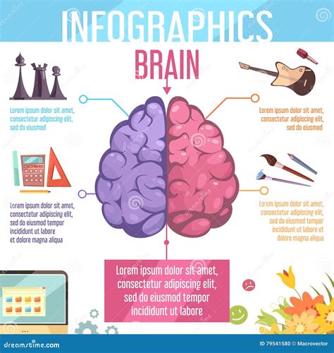 Brain Cerebral Hemispheres Functions Infographic Poster Stock Vector - Illustration of intuition ...