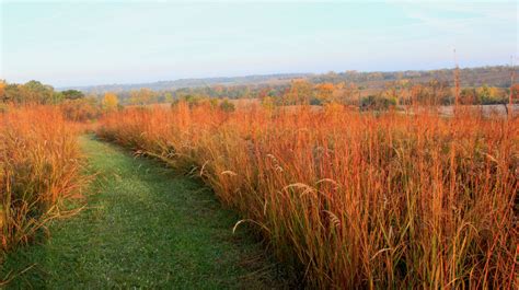 Establishing Prairie Grasses: Q&A