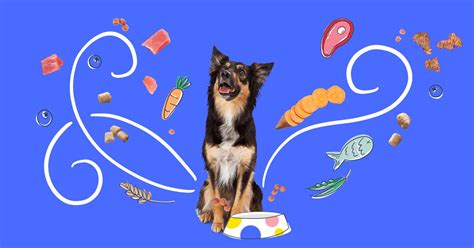 The Ultimate Guide to 2023's Best Dog Food — Pumpkin®