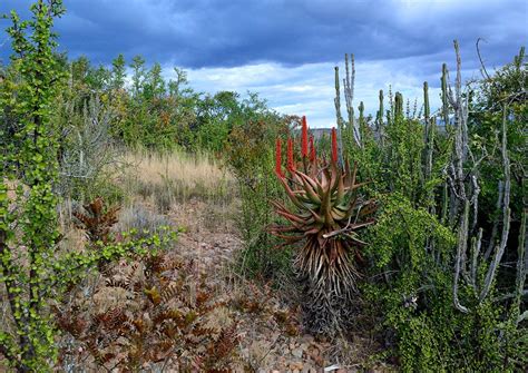 Through thicket and thin: Protecting this incredible biome