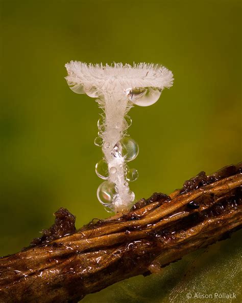 alison pollack captures miniature mushrooms and fungi in macro photography