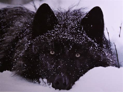 Alpha Black Wolf Pack - nagellack-suchti
