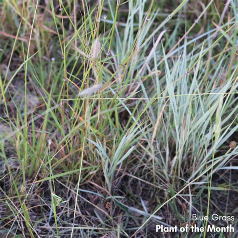 Blue Grass, Music to my ears. - Hunter Region Landcare Network