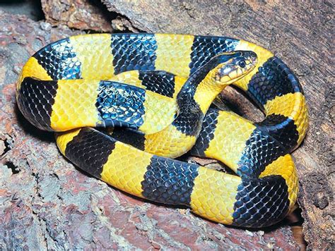 Bungarus fasciatus - Monaco Nature Encyclopedia