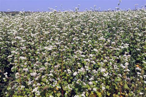 Growing Buckwheat for Grain or Cover Crop Use | MU Extension