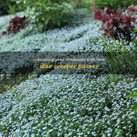 Enhancing Your Landscape With Blue Star Creeper Pavers | ShunCy