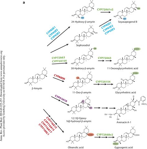 Figure 1 from Triterpene biosynthesis in plants. | Semantic Scholar