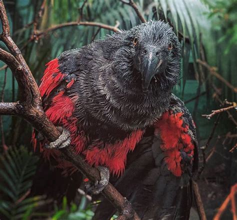 The Dracula Parrot, The Spectacular Gothic Bird Of New Guinea