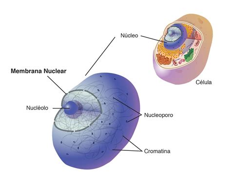 Quimicamente A Membrana Celular é Constituída Principalmente Por - BRAINCP