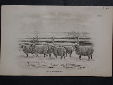 1888 Sheep Print, Old American lithograph(5) | Anne Hall Antique Prints