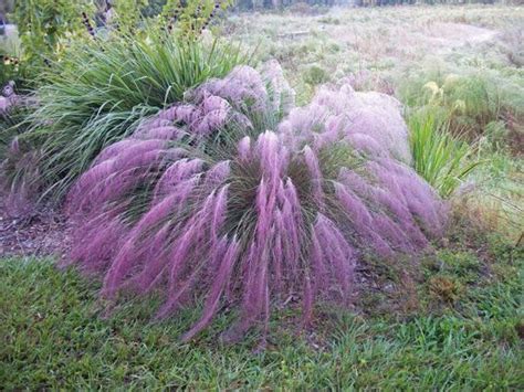 Purple Muhly GrassAlso known as Gulf Muhly Grass or Hairawn | Florida native plants, Florida ...